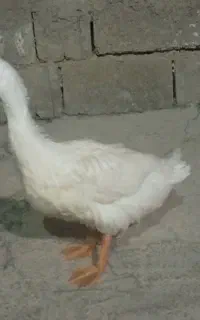 اوردک 3ماهه