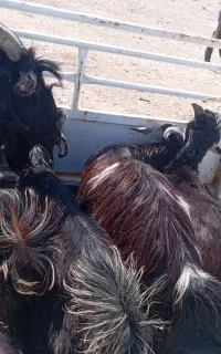 کهره  درجه یک