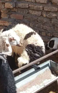 3 راس بره نر