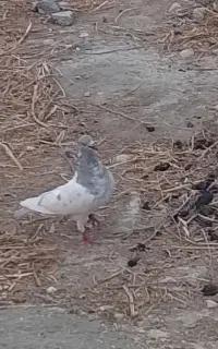 کبوتر