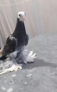 کفتر