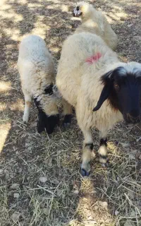 دو عدد میش جوان درجه یک