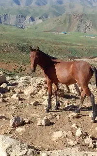 اسب وقاطر