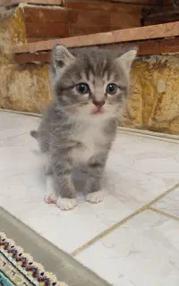 گربه