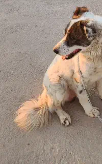 سگ گمشده