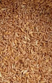 گندم دیم قرمز