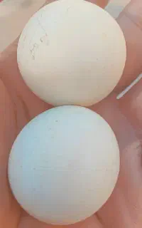 سنگ اسیاب