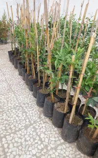 نهال لیمو ترش (لایم کوات) پایه c35