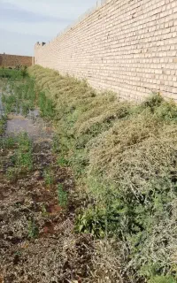فروش علف خشک