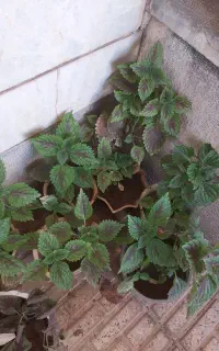 گل حسنیوسف خوب