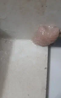 فروش تخم حلزون عاج