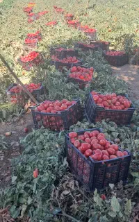 فروش گوجه فرنگی