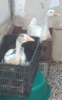 فروش دوعددغاز...