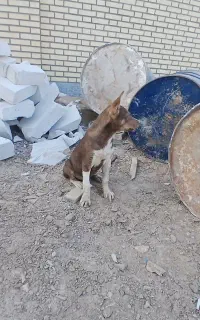 شهرک نفت