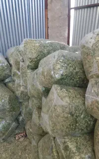 علوفه ذرت خوراک دام