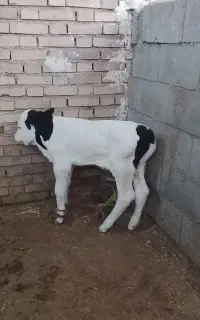 گوسال