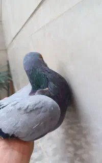 کبوتر