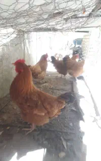 مرغ تخم گذار