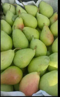 گلابی بیروتی ارگانیک