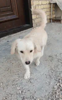 سگ خوشکل