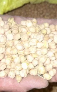 نخود بهاره