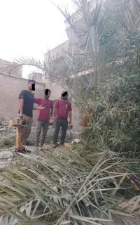 بریدن نخل قطع نخل کندن درخت هرس نخل تمیز نخل سمپاش