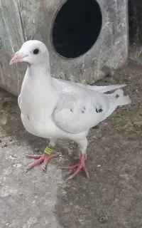 سار هفترنگ
