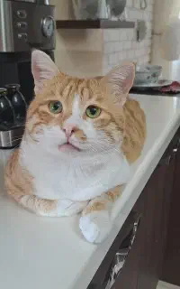 واکذاری ۴گربه نروماده