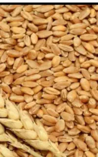 گندم برای کاشت
