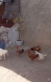 سلام فروش ۵مرغ یک خروس