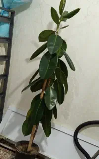 گل طبیعی