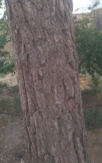 خرید انواع چوب