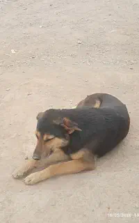 سگ گرگی