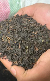 چای تازه چین