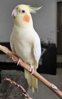 عروس هلندی