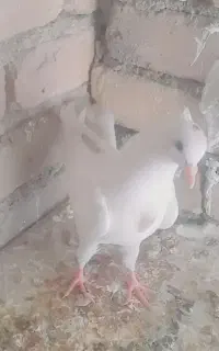 کبوتر کاکلی تودم دار