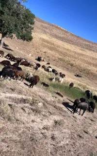 میش چاق