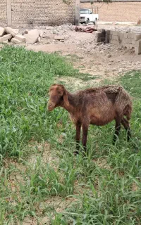میش زایده