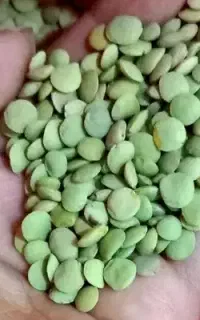 عدس تازه