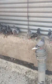 جوجه پلاکی