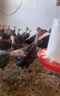 جوجه بوقلمون برنز انگلیس ۸۵ روزه