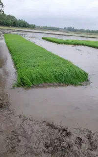 توم هاشمی گرم