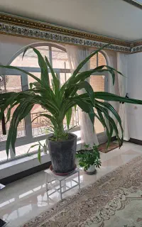 اشک ملکه