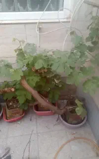 انگور بن دار