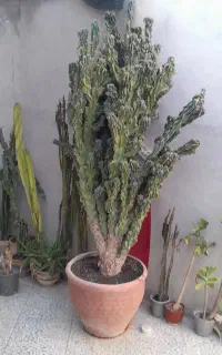 گل صخره ای