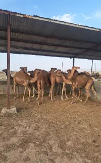 شتر بلوون سنتی و رودباری آماده پروار