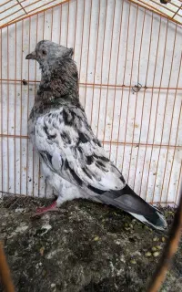 کبوتر یا کفتر