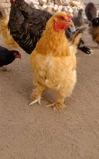 مرغ برهما