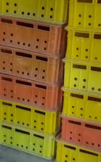 سبد پلاستیکی