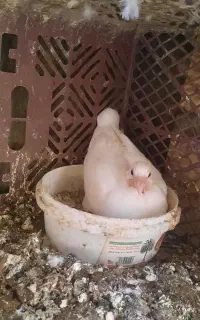 پلاکی.ماده طوقی .سیاه بازی باز